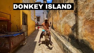 видео: Нет машин — нет проблем, ТОЛЬКО ослы/ ОСТРОВ ЛАМУ/ Дом Субира картинка: Нет машин — нет проблем, ТОЛЬКО ослы/ ОСТРОВ ЛАМУ/ Дом Субира