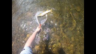 Fly Fishing Sullivan County PA with LivelyLegz Flies