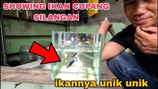 BREEDER KAWIN SILANG  IKAN CUPANG ‼