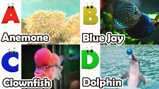 ABC Sea Animals song | Learn Alphabets | English and Animals for Kids | Alphabets Kids Song #abcd