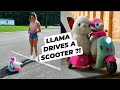 MY LLAMA DRIVES A SCOOTER THROUGH CHICK-FIL-A LINE !! *crazy*