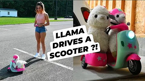 MY LLAMA DRIVES A SCOOTER THROUGH CHICK-FIL-A LINE...