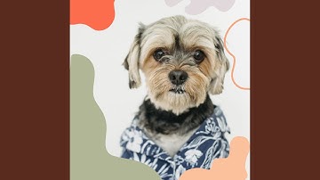 Sophisticated Backdrops for Keeping Dogs In Shape