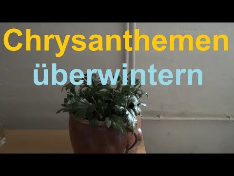 Video: Wie man Chrysanthemen im Winter zu Hause lagert