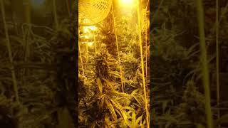UK GROWER