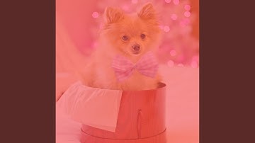 Pulsating Backdrops for Pet Puppies