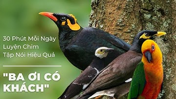 Dạy Nhồng (Yểng), Cưởng, Vẹt, Sáo Nói Nhanh Chóng, Hiệu Quả | Dạy Chim Nói "Ba Ơi Có Khách"