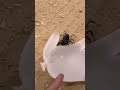 زيكري الله بكه ن به وت
