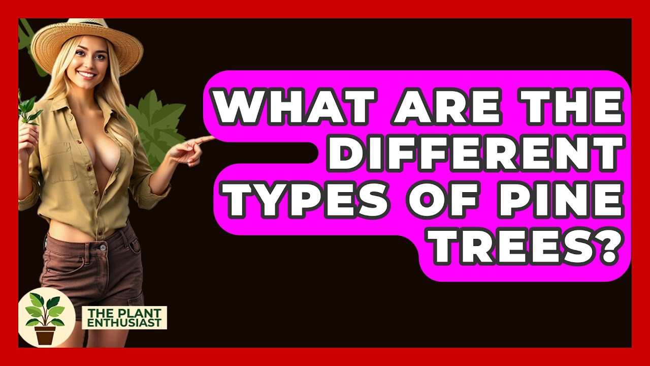 What Are The Different Types Of Pine Trees? - The Plant Enthusiast