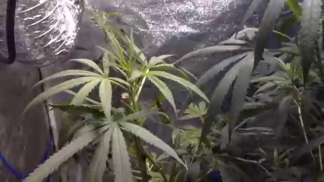 2015 Indoor 400W Medical Marijuana Grow   8/5/15