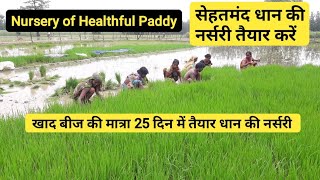 धान की नर्सरी तैयार करने का सही फॉर्मूला]paddy nursery formula for better growth in India