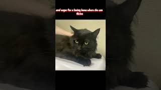 Download Lagu Meet Sage and Give Her a Loving Home Today 😻🥰 MP3