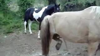 Pferde Paarung Video Die Partei Der Pferde Heirat