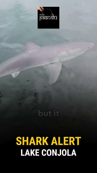 Juvenile White Shark Spotted in Lake Conjola NSW Coast Alert! - YouTube