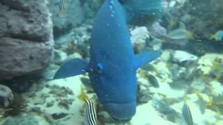 Blue Groper Clovelly Sydney by FuzzyBeastStudio 9,742 views 9 years ago 1 minute, 42 seconds