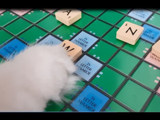 Cats playing Scrabble, theyve got a message for you