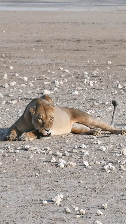 Lioness growling Sound