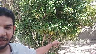 When We Vigorously Shake The Branch Of Tree