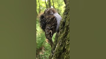 Treecreeper