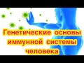 Генетические основы иммунной системы человека.