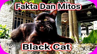 Fakta Dan Mitos Tentang Kucing Hitam