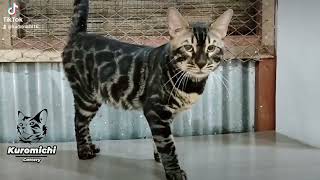 CHARCOAL BENGAL Jember Indonesia