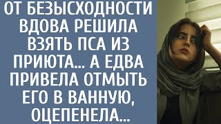 От безысходности, вдова решила взять пса из приюта… А едва привела отмыть его в ванную, оцепенела…