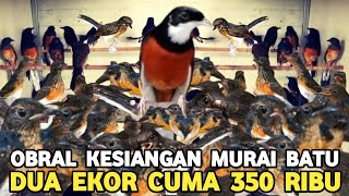 Download Lagu SAKING PENUHNYA !!! OBRAL MURAI BATU DUA EKOR 350 RIBU DI PASAR BURUNG PRAMUKA MP3 Download Lagu SAKING PENUHNYA !!! OBRAL MURAI BATU DUA EKOR 350 RIBU DI PASAR BURUNG PRAMUKA MP3