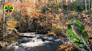 Звуки Природы, Звуки Леса, Шум Воды, Лесной Ручей, Звук Ручья