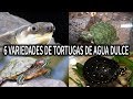 6 VARIEDADES DE TORTUGAS DE AGUA DULCE | TORTUGA | AcuariosLP