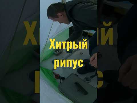 Рипус обхитрил рыбака.