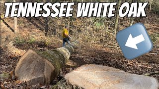 Logging Big Tennessee White Oak