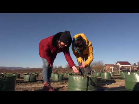 Video: Uzgoj Borovnica U Vrtu - 2