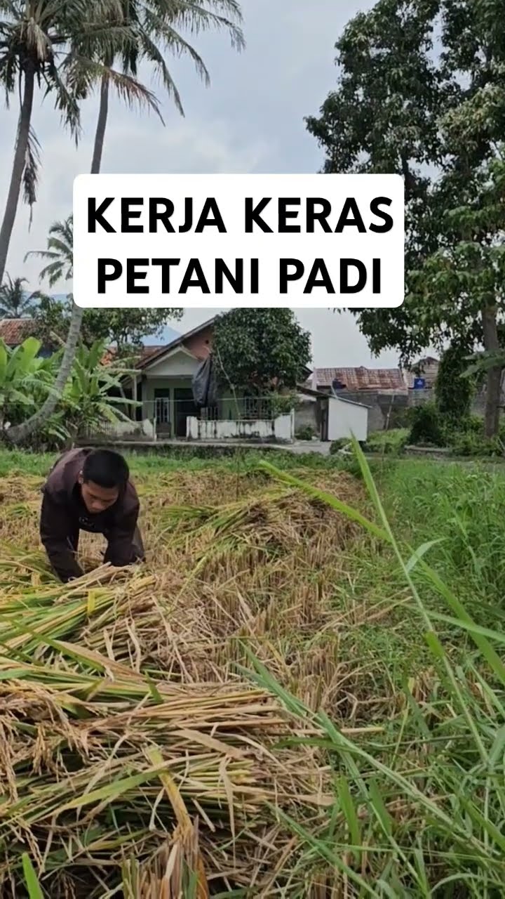 Pahlawan Pangan Lagi Kerja