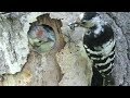 Птенцы дятла высовываются из дупла, Chicks of the woodpecker
