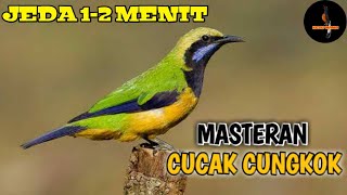 Masteran Murai Batu || Suara burung cucak cungkok jeda 1-2 menit