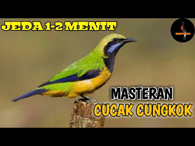 Masteran Murai Batu || Suara burung cucak cungkok jeda 1-2 menit class=