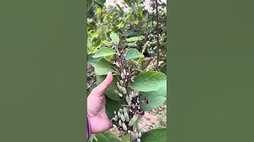 Sự Thật Về Cây An Xoa – Công Dụng Có Đúng Như Lời Đồn? #tiensiphuongthaoduoc #suckhoe #thaoduoc