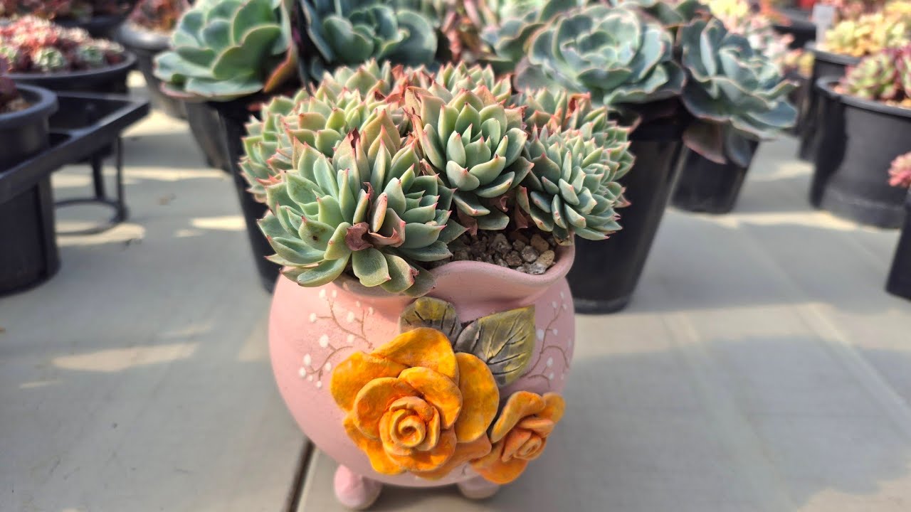 고양 구름다육 라이브 방송