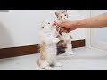 How to Train My Cats to Stand up #My Kittens Walk On Two Feet!