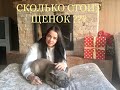 Процесс приобретения ! Цены ! СМОТРЕТЬ ВСЕМ ! Французский бульдог.