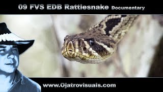 09 Fvs Eastern Diamondback Rattlesnake Remastered