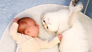 NEW 2019 Funny Baby and Cat Playing Together - Baby and Pet Videos