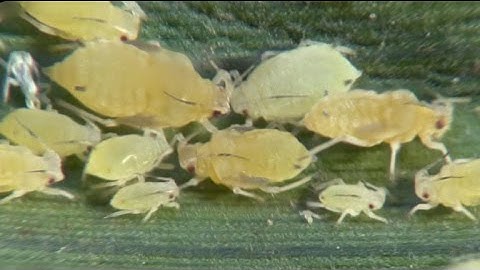 Sugarcane Aphids in Sorghum 101