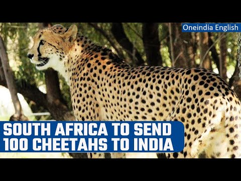 India to get 100 cheetahs from South Africa after 12 cats arrived from Namibia | Oneindia News
