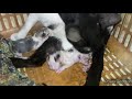 Coco Teddy cat give kittens |meow meow billi boli//Birth of kittens | बिल्ली बचा कैसे देती है |मांजर