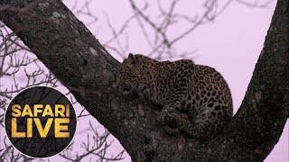 safariLIVE - Sunrise Safari - August 17, 2018