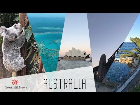 Video: Kramar Koalor I Australien: Varför Turister Bör Sluta