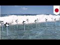 Clean energy: New Japanese turbines generate electricity from sea waves - TomoNews