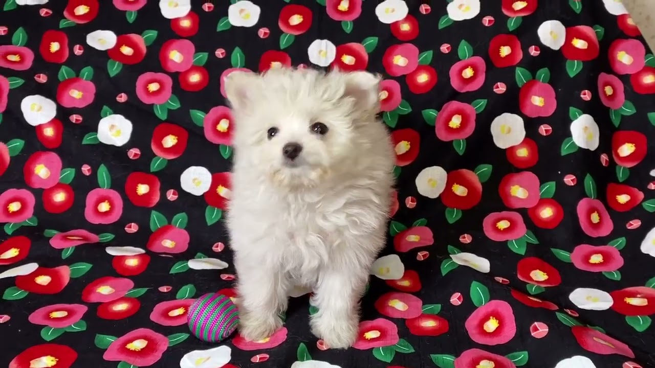 東京都のミックス犬 女の子 21 12 18生まれ ホワイト系 子犬id 1678 ブリーダーナビ